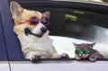 Fashionable and funny dog Ã¢â¬â¹Ã¢â¬â¹and cat in sunglasses leaned out of the car window during a vacation trip